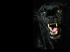 Panther Image Image